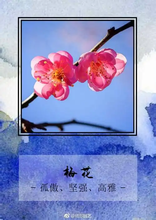花瓣