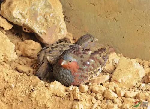 一对灰胸竹鸡