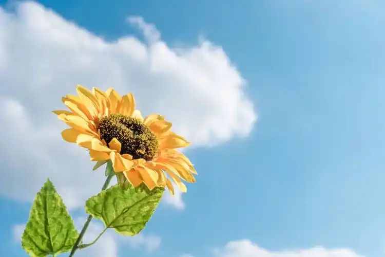 春天向日葵壁纸