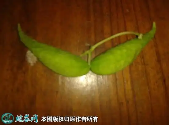 何首乌种子图片现在何首乌种子多少钱一斤