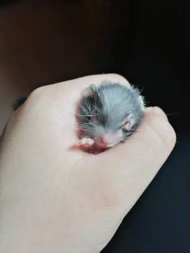 急问仓鼠从桌子上摔下来,眼睛睁不开,现在变成这样子是不是瞎了