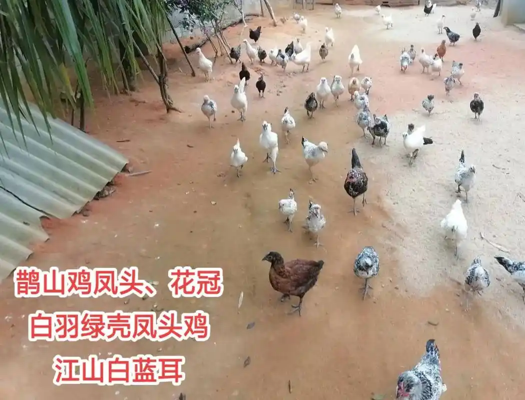 鹊山鸡凤头花冠江山白白羽绿壳瓦灰凤头绿壳全是鸡中贵族精品中的精品