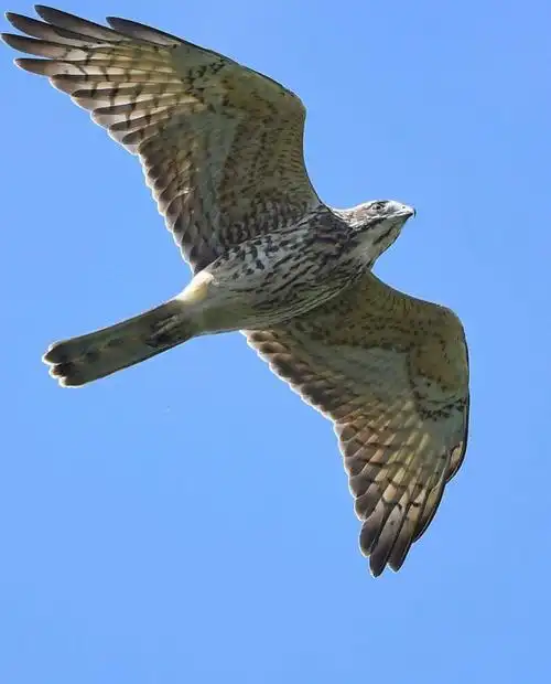 亚洲猛禽greyfacedbuzzard灰脸鵟鹰日本