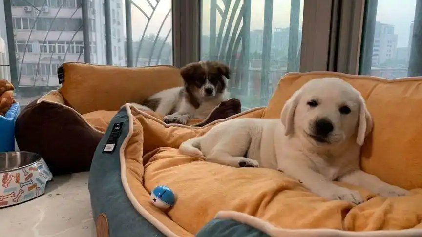 家里养了两只狗狗,青梅竹马两小无猜