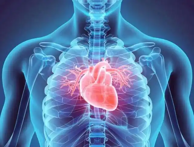 心脏是人体的血液循环系统,狭义上来说,心脏是由心室,心房,瓣膜组成的