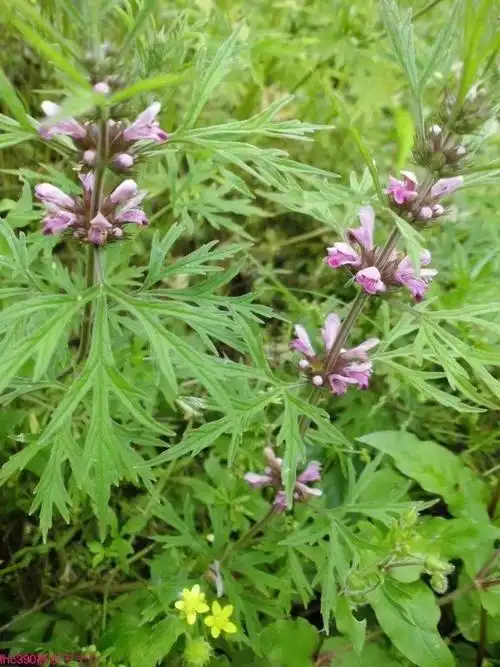 湖中医本草药学协会(益母草)