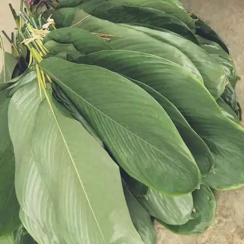 包邮粽叶粽子叶新鲜大号干家用竹叶包粽子的粽叶子特大码棕叶端午