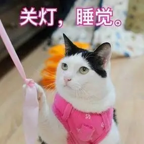 萌宠 猫星人 关灯 睡觉 搞怪 逗