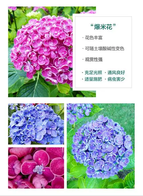 耐寒老桩无尽夏绣球花苗花卉盆栽大花室内花阳台庭院花园植物 5.