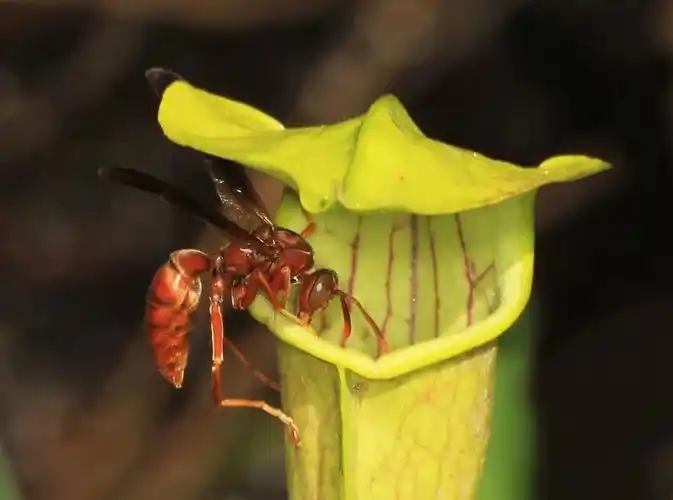 捕虫子的猪笼草变成了动物豪华公厕?