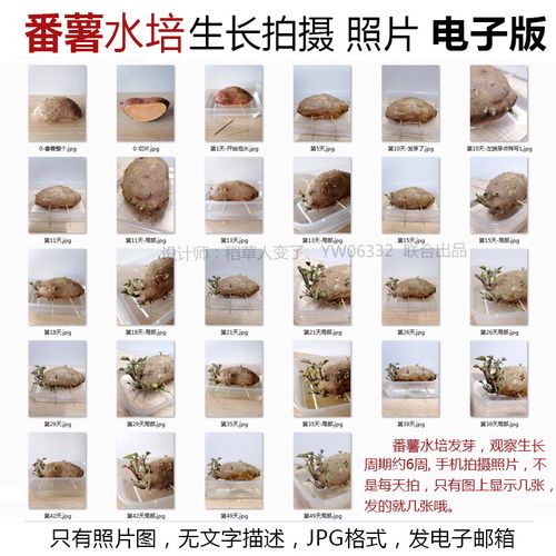 p38番薯水培植物生长jpg图片素材--红薯成长观察照片