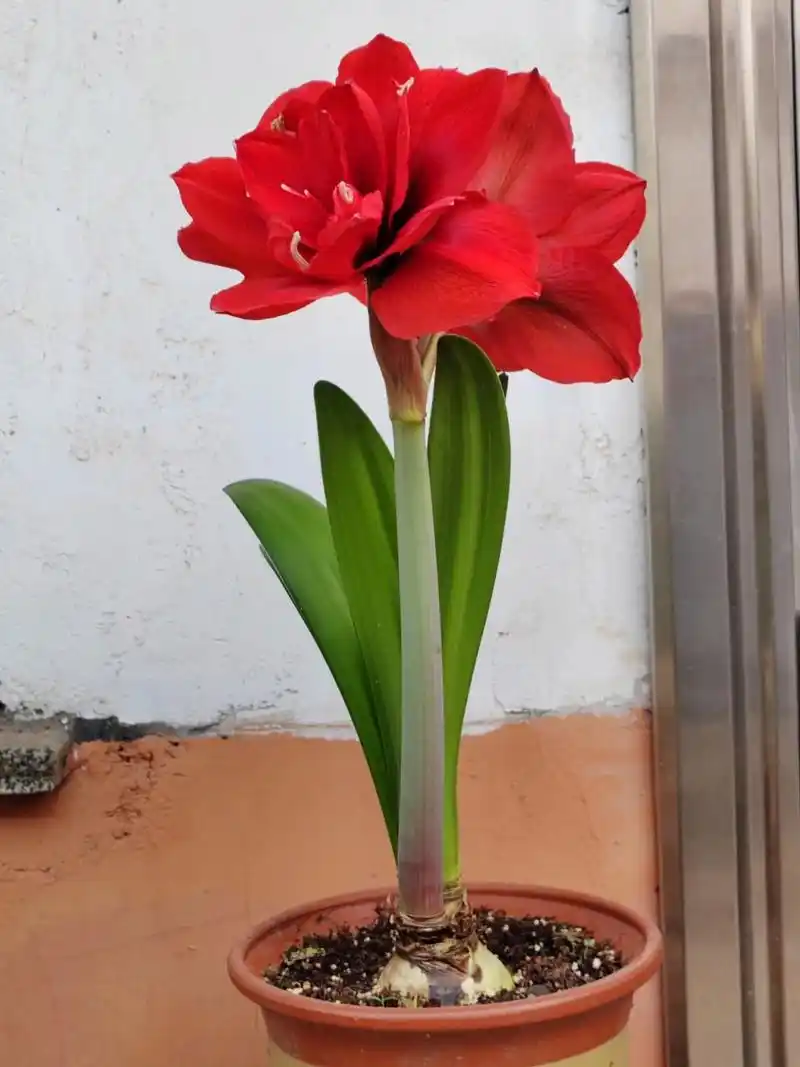 朱顶红双王 第一次买种球栽种,太好养了,三四天浇一次水就可以.