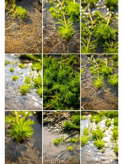 狐尾藻写生素材冬日寻花