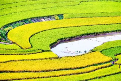 美爆了金灿灿的稻田在肇庆周边就有五个决不可错过这最佳观赏季