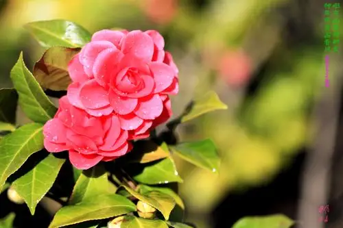 叶硬经霜绿,花肥映雪红——青岛市花耐冬