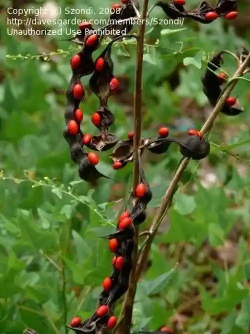 乡土植物红豆生南国此物最相思