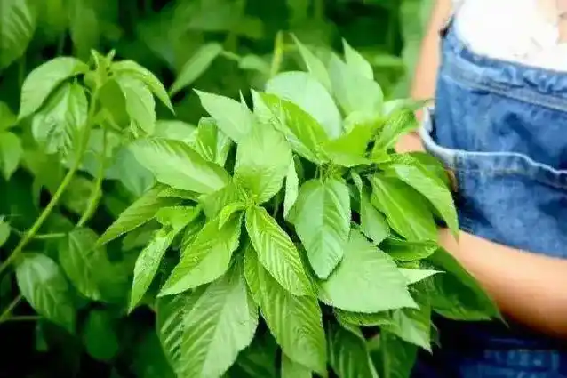 中国麻类作物大全