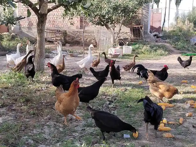 我们村党支部一直鼓励大家发展庭院经济,用家里的院子养鸡鸭鹅等家禽