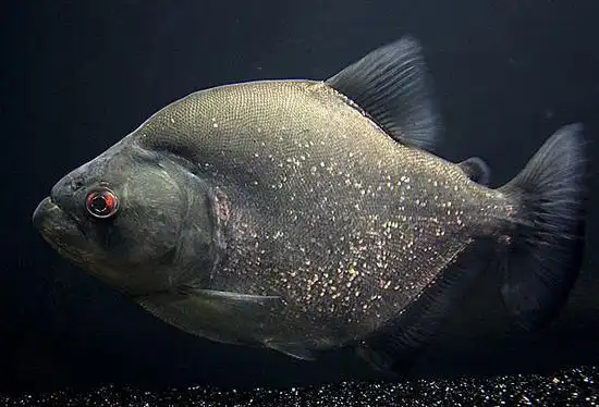 电影中可怕的食人鱼真能称霸水下吗