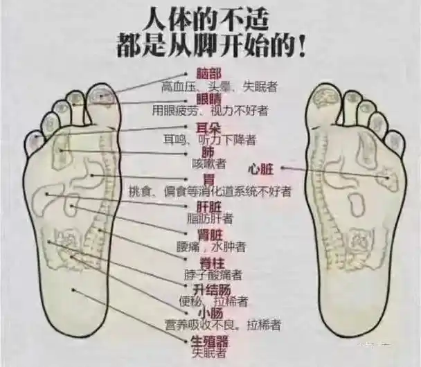 脚是我们人的第二个心脏!人老脚先哀!树老根先竭!