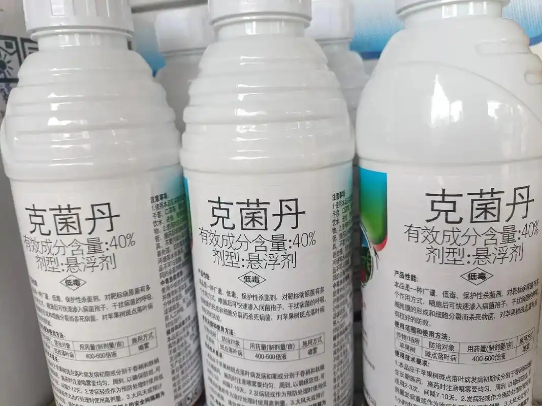 克菌丹在对柑橘沙皮病,酯点黄斑病,疮痂病,炭疽病等有很好的治 - 抖音