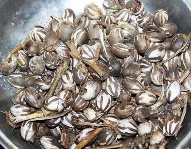 农村里人人讨厌的洋辣子它的卵居然卖两百元一斤