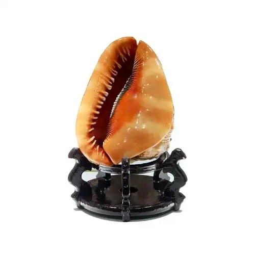 螺四大名螺鱼缸造景天然海螺超大贝壳工艺品家居海洋礼品摆件优惠券