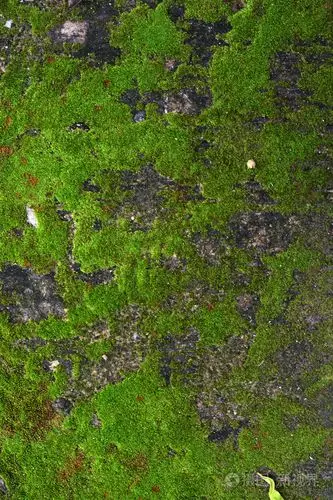 在森林中的绿色长青苔的特写老石头照片-正版商用图片1da5g2-摄图新视