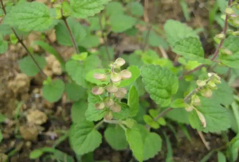 韩信草简介 韩信草的花语知识大全
