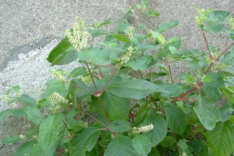 牛膝菊花功效与作用-牛膝菊的功效与作用-农人网