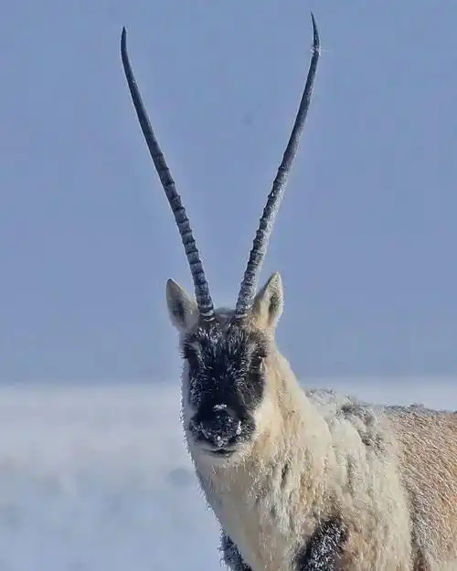 【冯刚摄影展】羌塘的藏羚羊