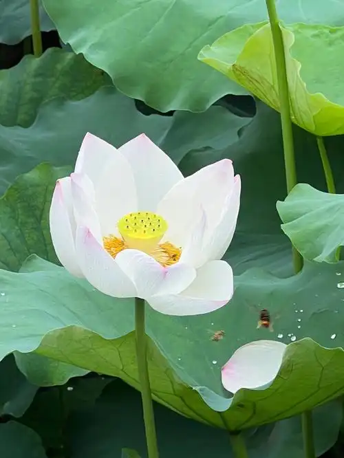 白色莲花也自奇亭亭水面半开时