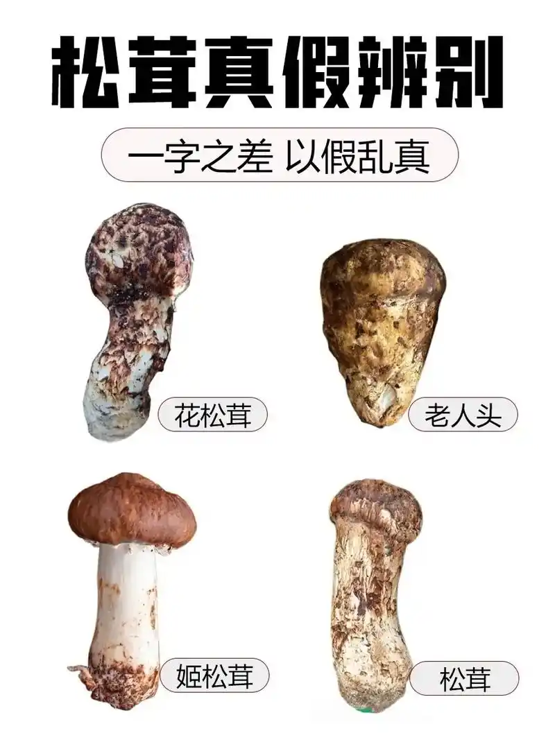 宝子们可别选错了.新鲜松茸因其营养丰富味 - 抖音