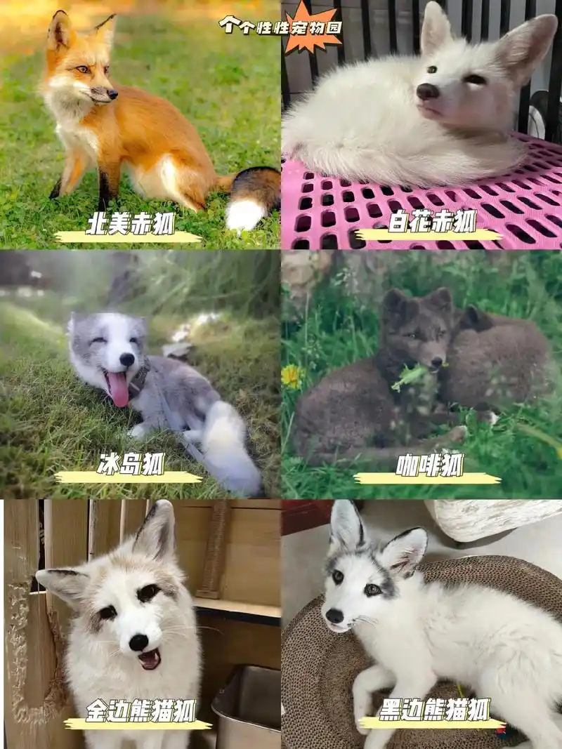 宠物狐品种大介绍.朋友们,大家好,我是个个性性宠物园,宠物狐 - 抖音