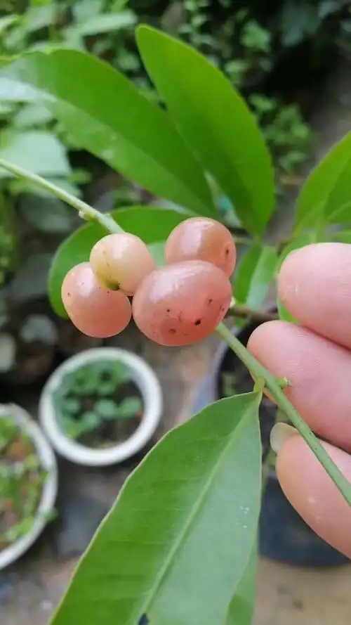 山小橘是芸香科灌木,兼具药用,食用和观赏价值,果实熟透粉红透明,灰常