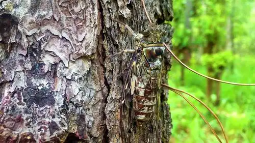 蝉鸣叫声_3840x2160_高清视频素材下载(编号:3007718)_实拍视频_vj师