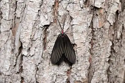 路边频现黑蝴蝶?这是有害的锦斑蛾