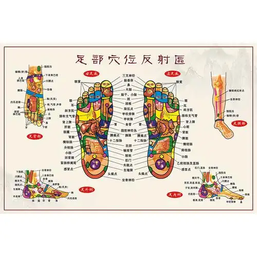 足底按摩穴位图足部反射区大挂图人体足部经络穴位图挂图宣传挂画