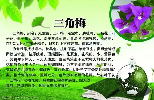 三角梅百科图片