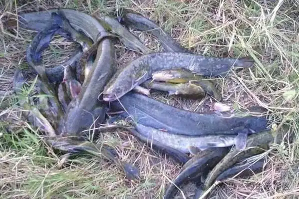 鲶鱼,也称为胡子鲶或胡子鱼,是鲇形目中多种鱼类的总称,全球有2316种