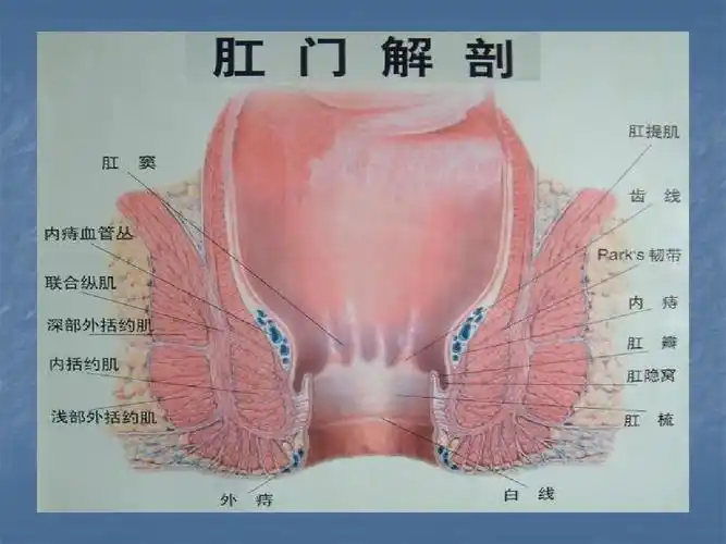 内外痔诊疗规范