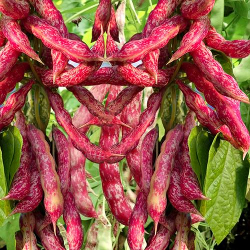 东北红金钩豆角种籽高产四季春秋架豆黄金钩油豆种子春季蔬菜种孑