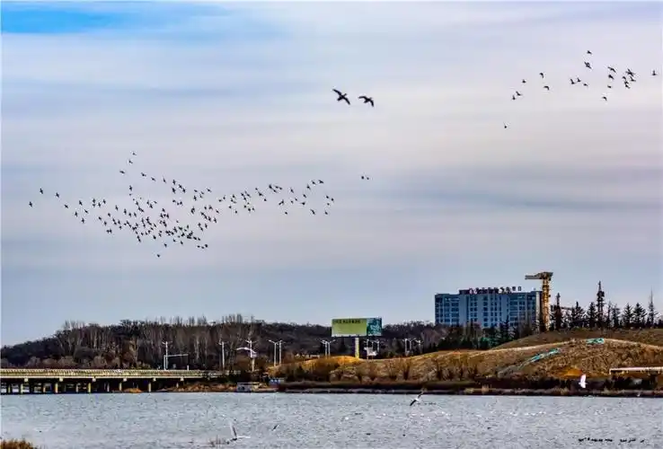 山东日照白鹭湾湿地公园鸟的家