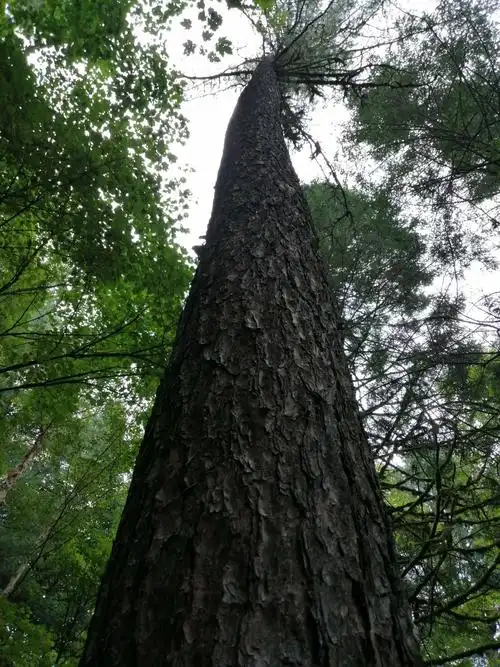 红松保护区 天然大氧吧 - 美篇
