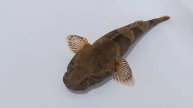 eleotris acanthopoma acanthopoma