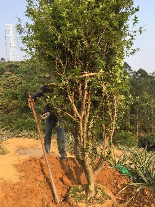 安徽:嘉宝果的价格