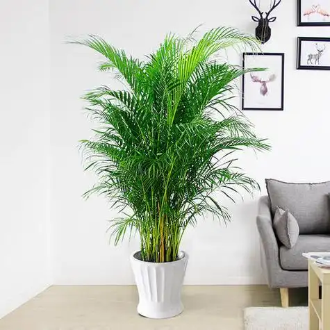 客厅摆盆大型绿植,耐阴好养,还能净化空气