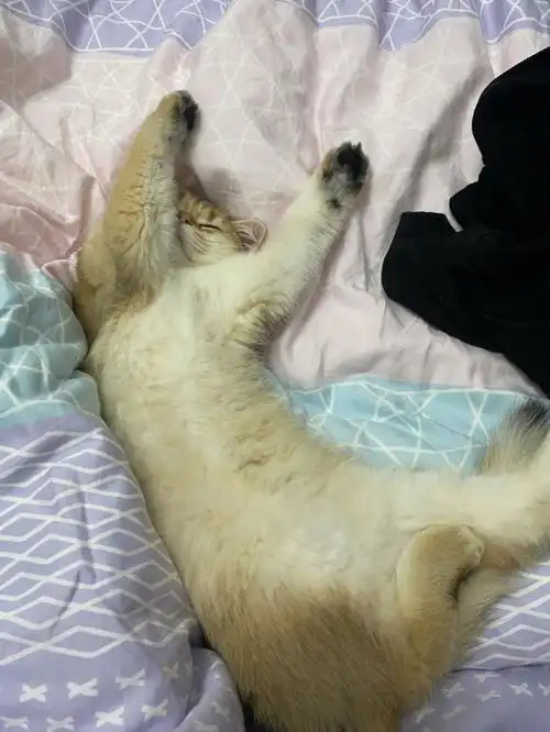 猫睡觉的九九八十一个姿势