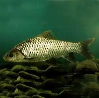 四川鱼苗-青波-四川鱼苗|眉山水产|眉山鱼苗|沟鲶鱼