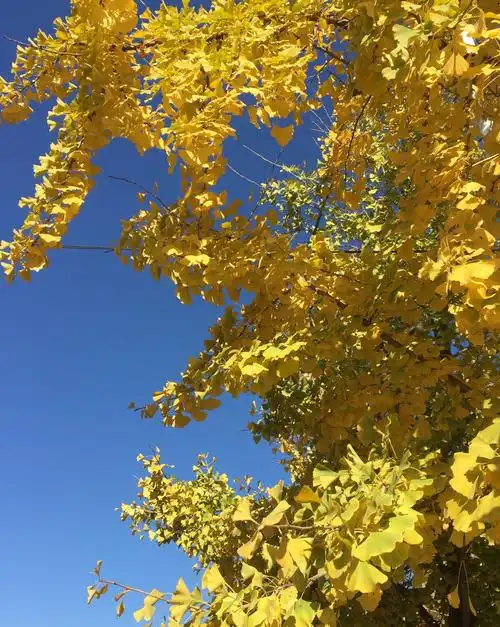 金黄色银杏树叶使人感受到秋天的味道.